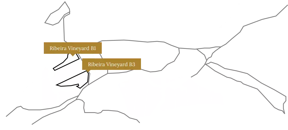 Ribeira B1&B2 vineyard